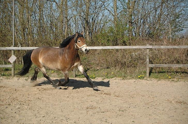 Nordsvensk Skovhest Sol-Klara - jaja selvom man er en overvægig, doven koldblod - kan man altså godt have en lækker gang:P billede 3