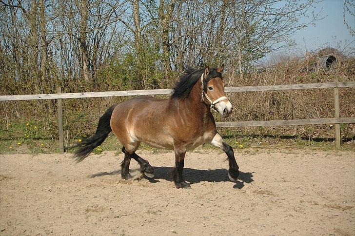 Nordsvensk Skovhest Sol-Klara - "jeg er for lækker" billede 15