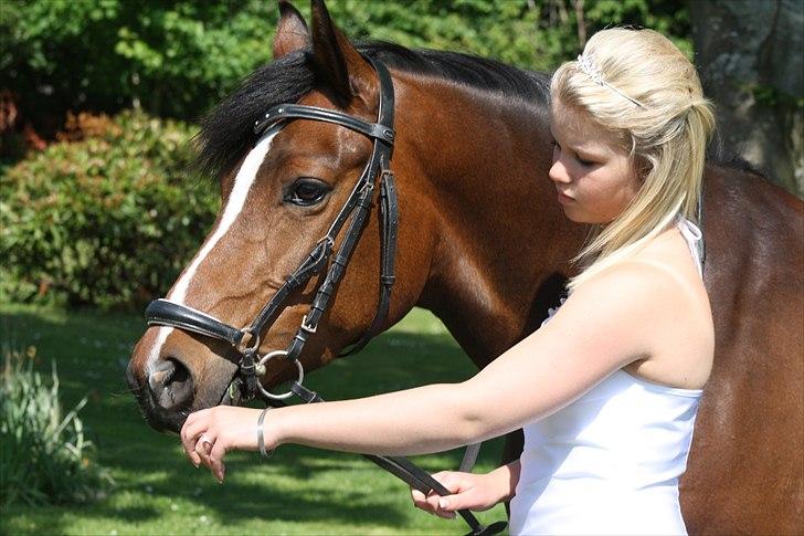 Welsh Partbred (Sec F) stjerneponyen MissDaisy:* - mig og smukke daisy til min konfirmation<3 jeg eelsker dig! billede 14