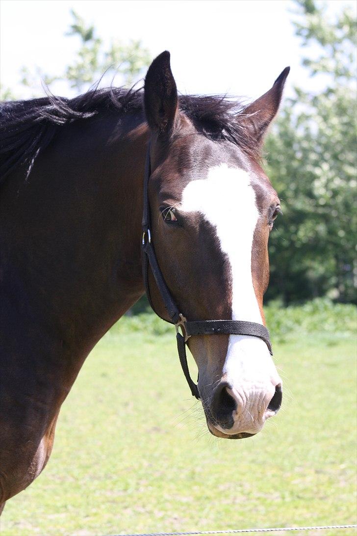 Oldenborg Lucas - velkommen til lucas' profil!:D
 smukke lucas<3 billede 2