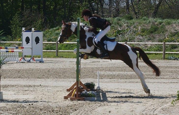 Pinto Celina A-pony  - B-stævne Middelfart 2011. MA1* billede 6