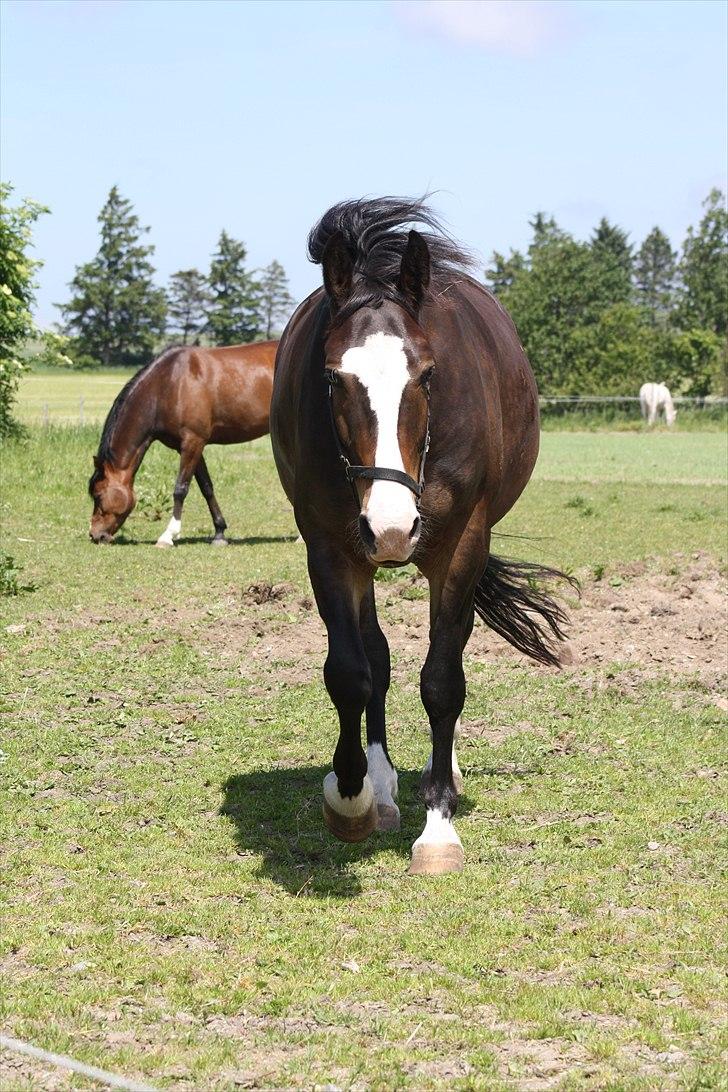 Oldenborg Lucas - min dejlige lucas<3 og daisy i baggrunden :D billede 3