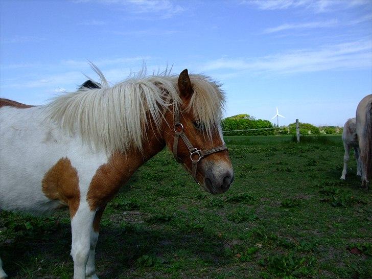 Shetlænder Pusle - En solstråle på en dejlig dag billede 1