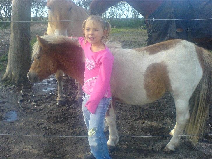 Shetlænder Pusle billede 2