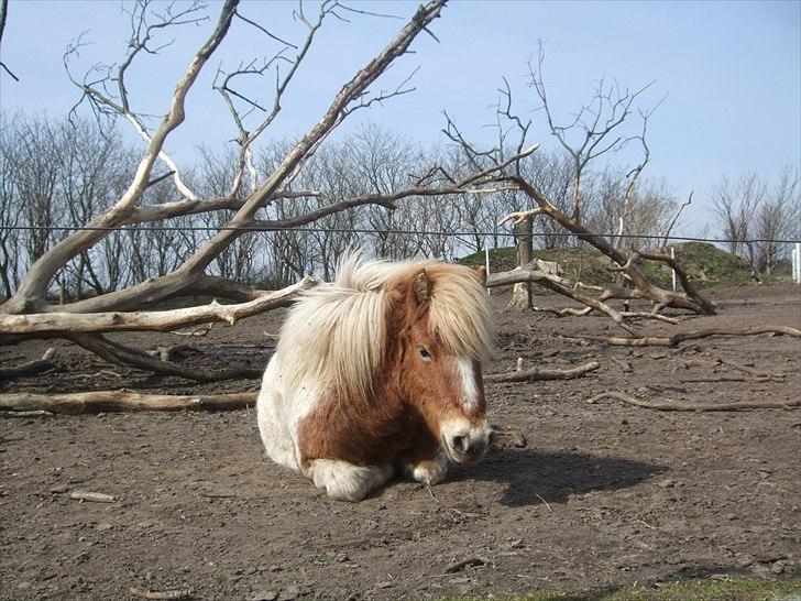 Shetlænder Pusle billede 3