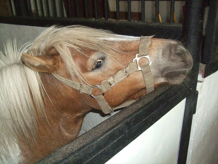 Shetlænder Pusle billede 4