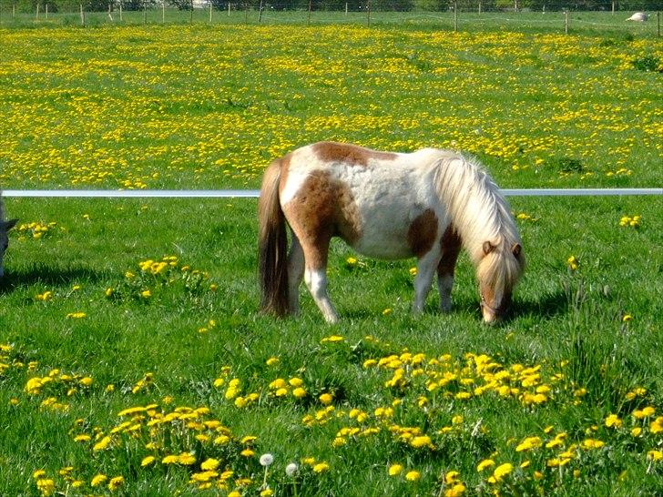 Shetlænder Pusle billede 5