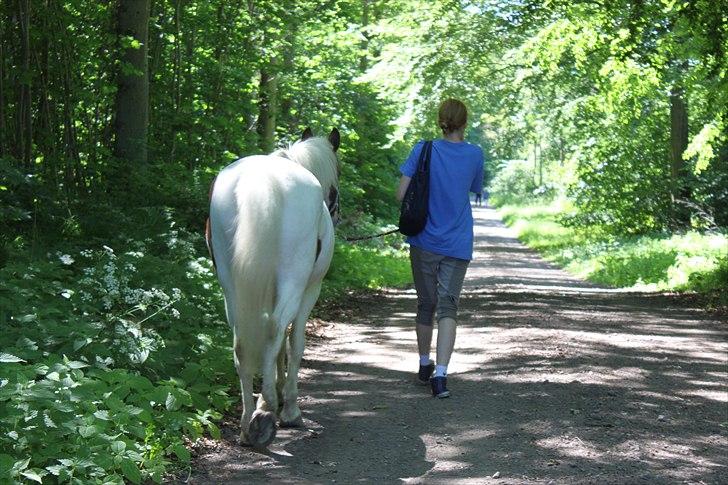 Pinto Blanding Gismoe - #20 Når enden er god er alting godt ;D <3 foto: Line Holst Petersen (med mit kamera)  billede 20