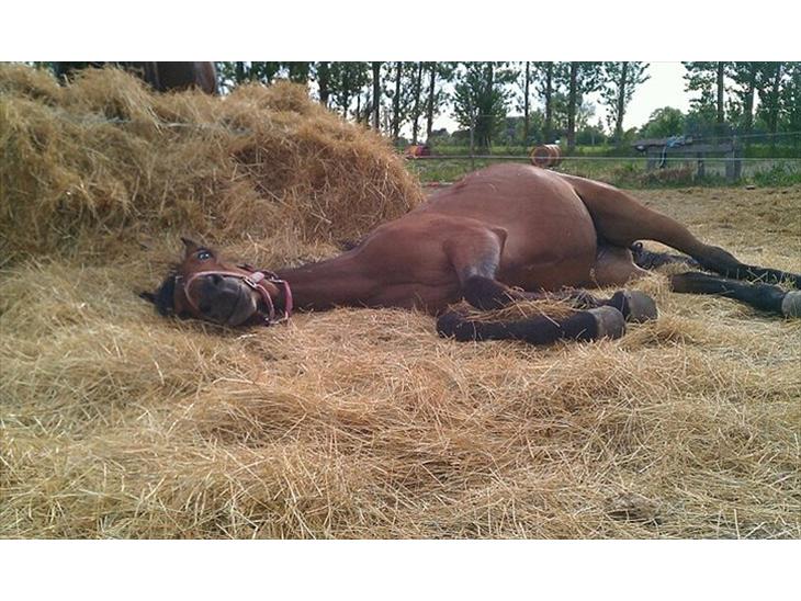 {{currentPhoto.altText}} billede {{currentPhoto.number}}