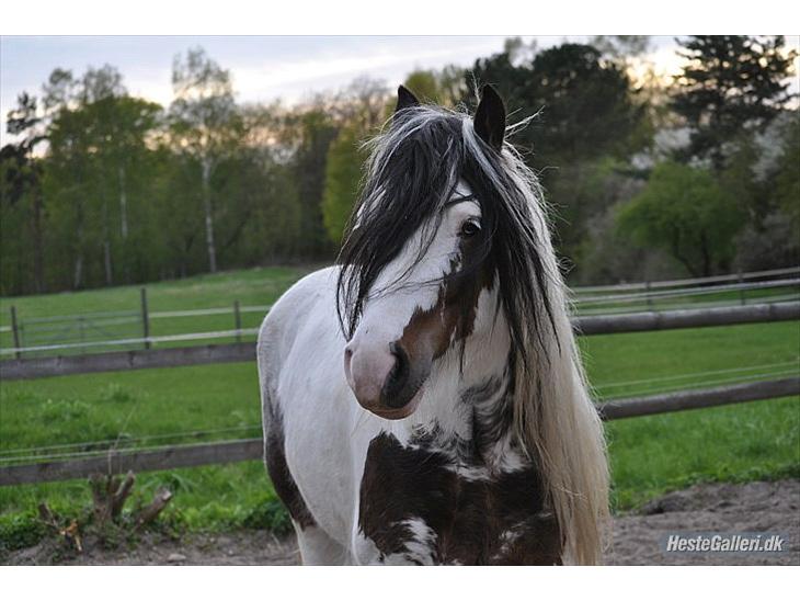 {{currentPhoto.altText}} billede {{currentPhoto.number}}