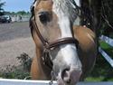 Haflinger Jasper Wandein