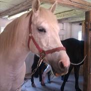 Anden særlig race Chok 