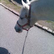 Anden særlig race Chok 