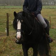 Irish Cob F. Bailey