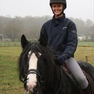 Irish Cob F. Bailey