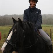 Irish Cob F. Bailey