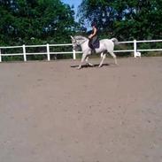 Anden særlig race Frk. Smilla