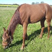 Anden særlig race Macoy  tidliger hest