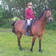 Welsh Cob (sec D) Hatting Aron