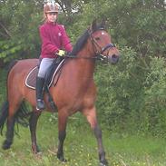 Welsh Cob (sec D) Hatting Aron