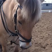 Fjordhest Donni *Min skat*