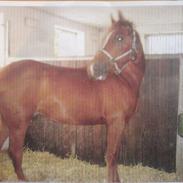 Anden særlig race Sylvester