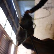 New Forest Elmholts Chanell