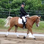 Haflinger Prins *PART*