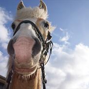 Haflinger Nocturne Lundgaard |