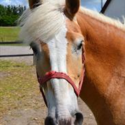 Haflinger Nocturne Lundgaard |
