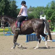 Dansk Varmblod De Nell