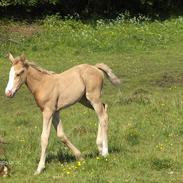 Palomino Golden Princess