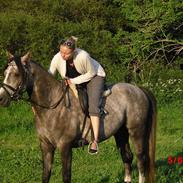 DSP Bomgaardens Davinci *AVLS HINGST* SPH 203