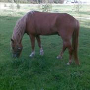 Anden særlig race Lukas :D