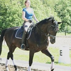 Tysk Oldenburger Gørklinkgårds Santana Hit