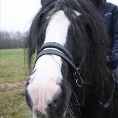 Irish Cob F. Bailey