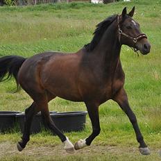 Anden særlig race 'Tidligere hest' Beauty Queen