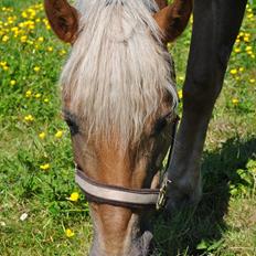 Haflinger Bosse *EUR*