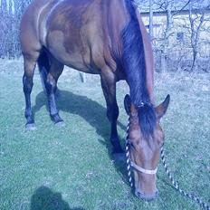 Anden særlig race Ziva Davîd 