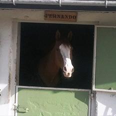 Palomino Crown´s Fernando - R.I.P.