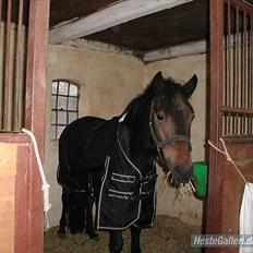 New Forest Romeo's Chicco 