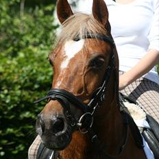 Tysk Sportspony Bukéfalos