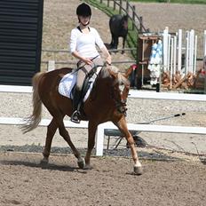 Tysk Sportspony Bukéfalos