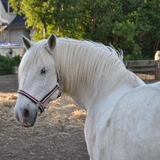 Anden særlig race Vilstrands Luffe