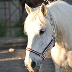 Anden særlig race Vilstrands Luffe