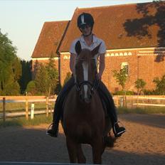 Dansk Varmblod amika