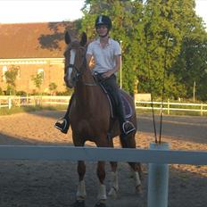 Dansk Varmblod amika