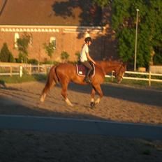 Dansk Varmblod amika