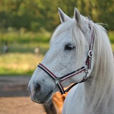 Anden særlig race Vilstrands Luffe