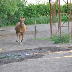 Anden særlig race Oliver - Prinsen tidl. pony